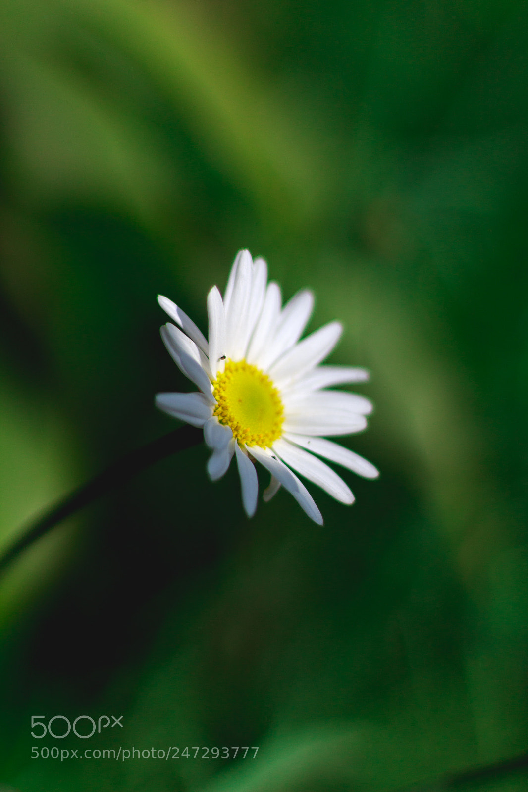 Canon EOS 1200D (EOS Rebel T5 / EOS Kiss X70 / EOS Hi) sample photo. One lucky dude photography