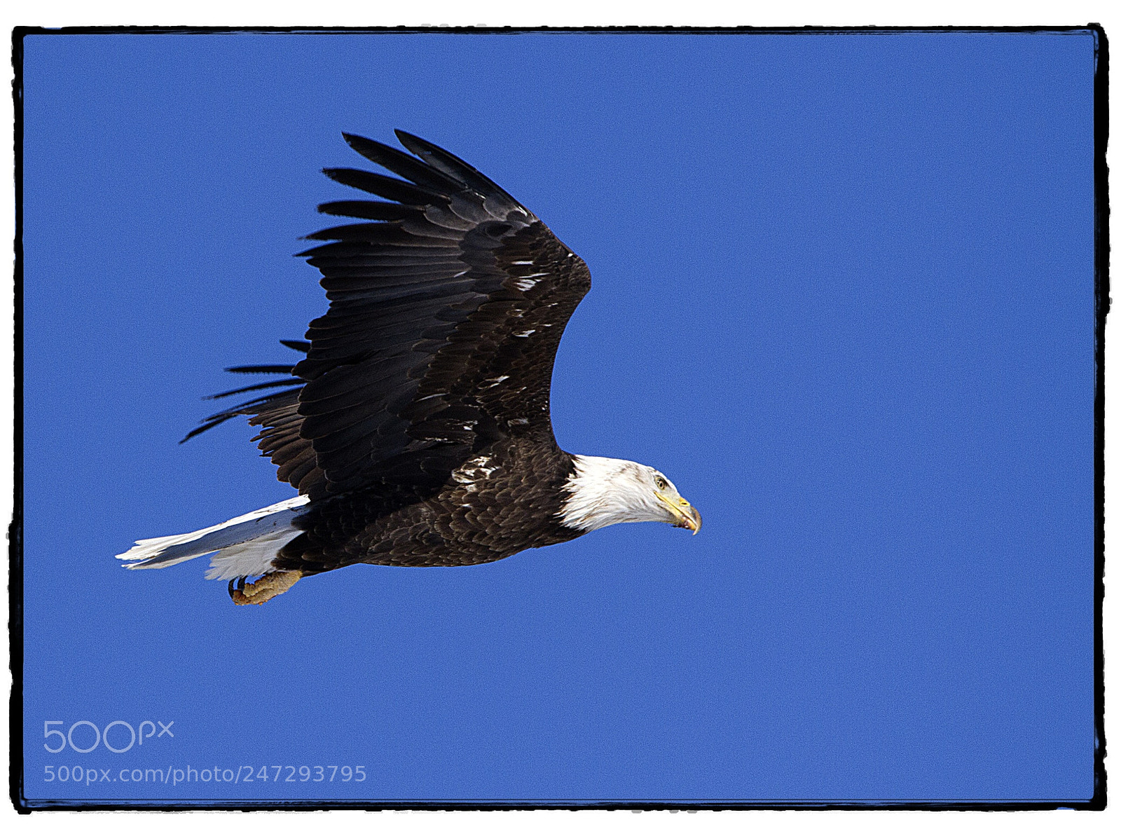 Canon EOS 7D sample photo. Bald eagle in flight. photography