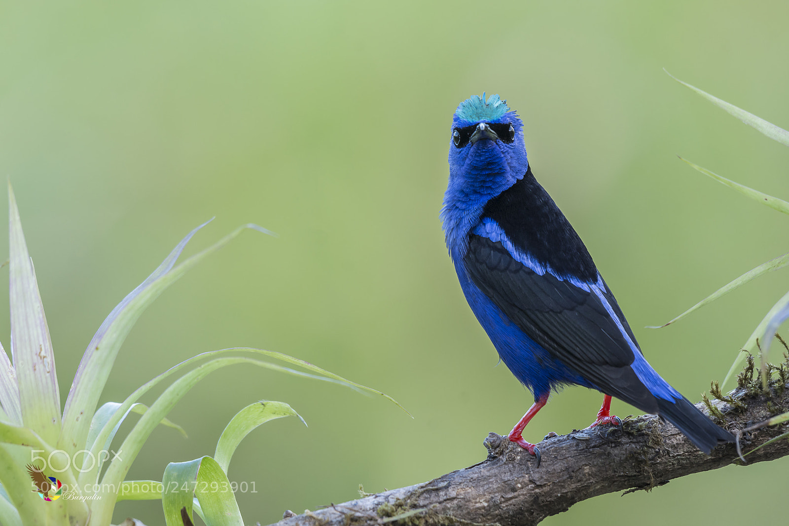 Nikon D7100 sample photo. Red-legged honeycreeper photography