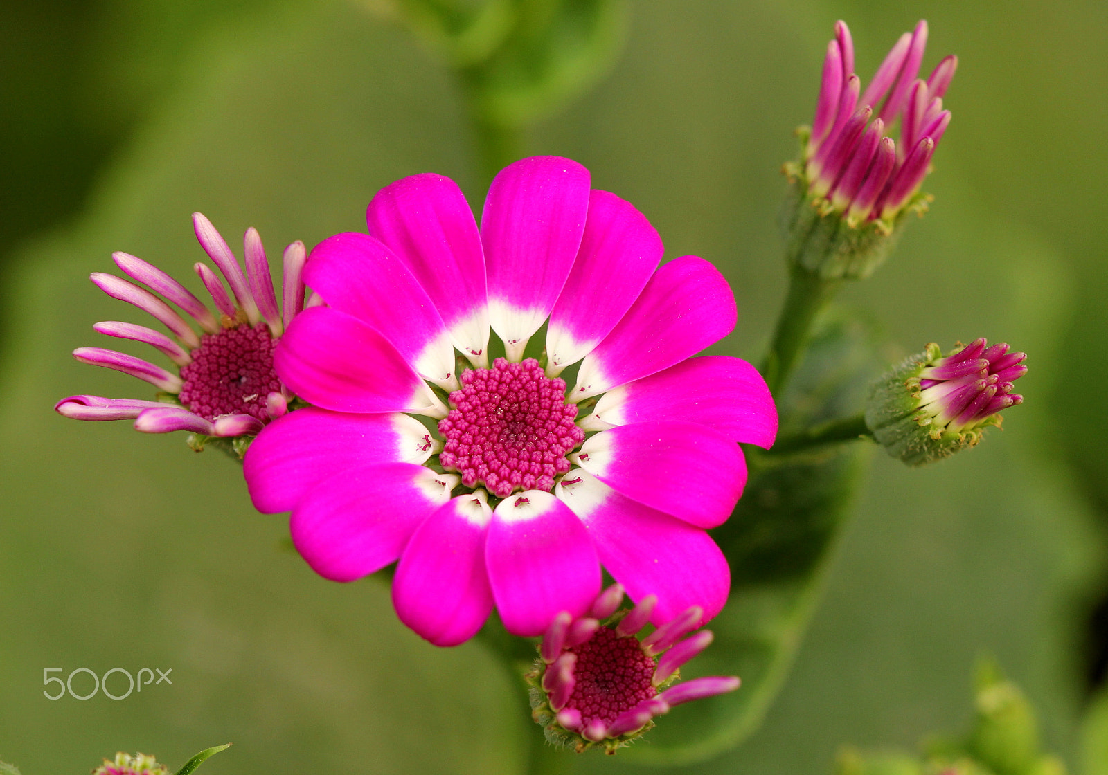 Canon EF 100mm F2.8 Macro USM sample photo. (()()()()) photography