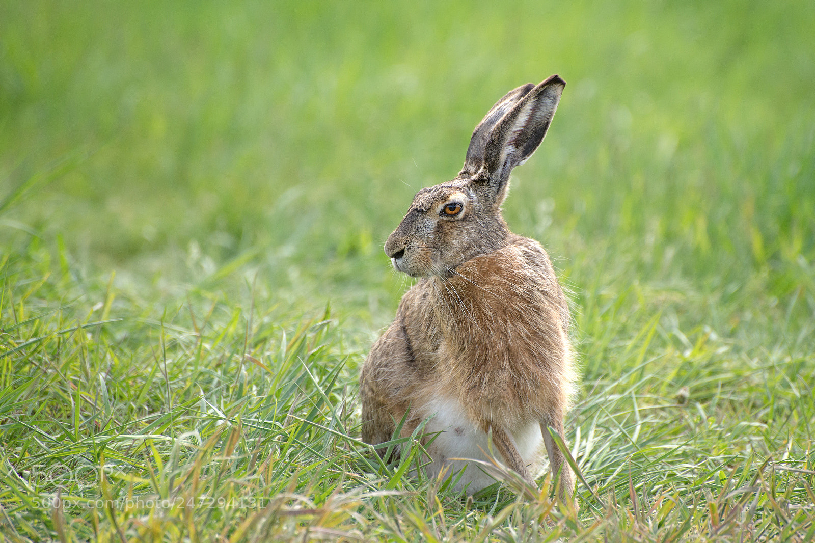 Nikon D600 sample photo. Hase photography