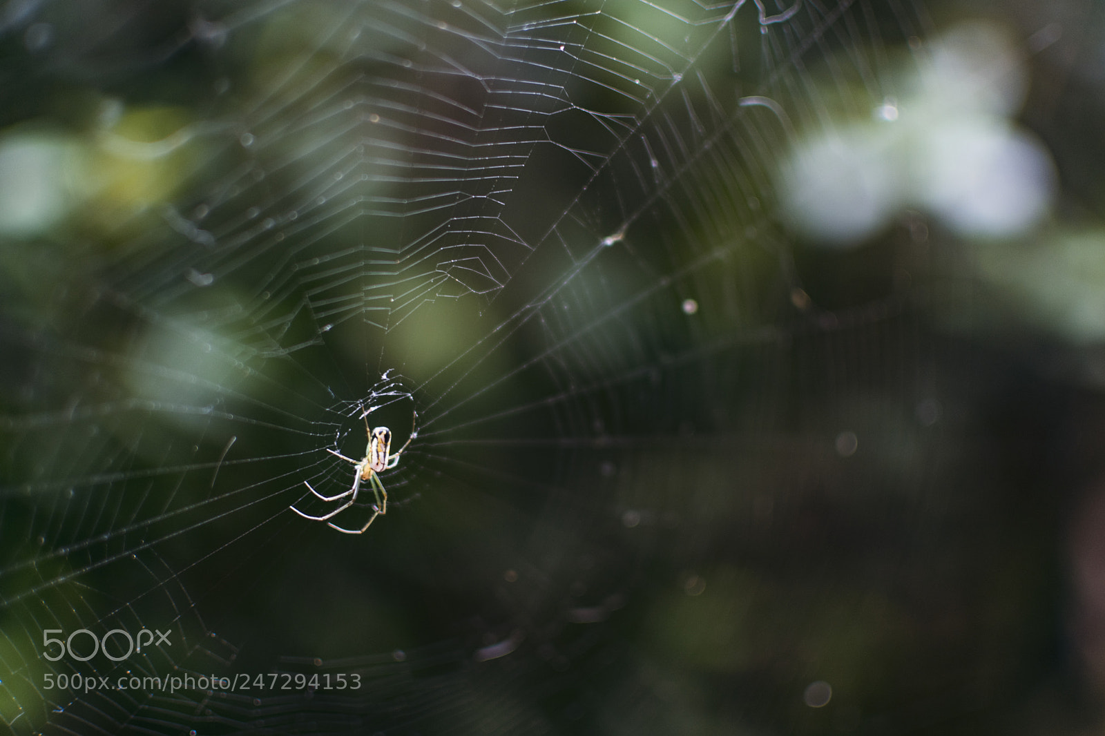Nikon D3400 sample photo. Spider photography