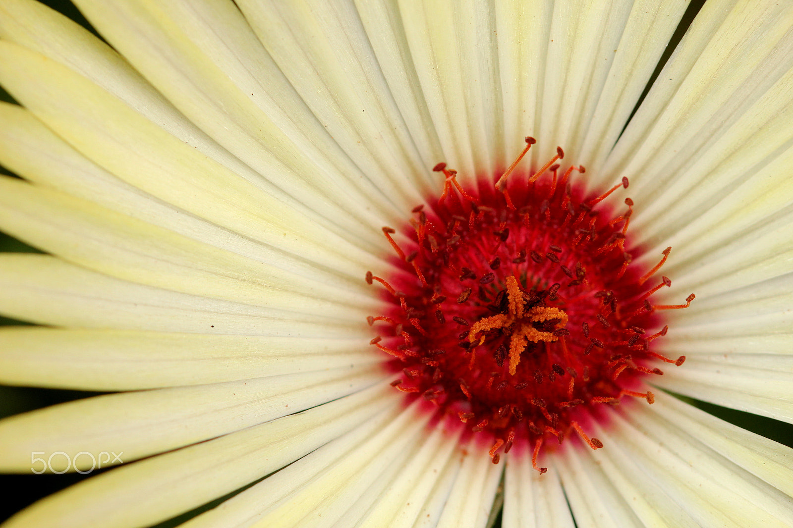 Canon EF 100mm F2.8 Macro USM sample photo. Ip photography