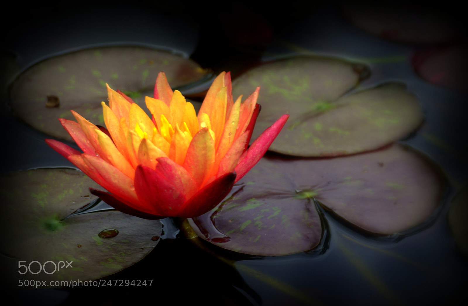 Nikon D3000 sample photo. Waterlily in orange photography