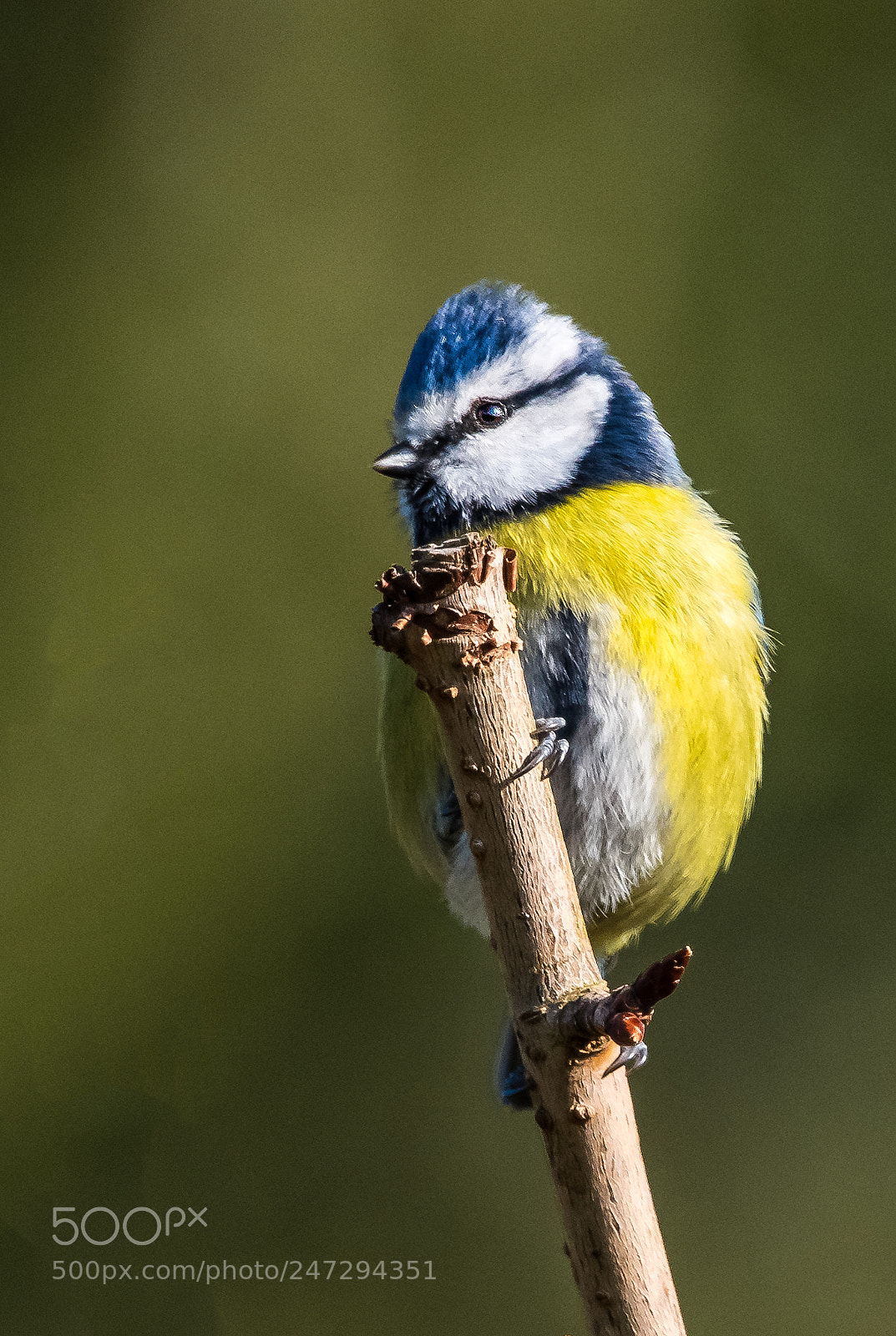 Nikon D850 sample photo. Tit photography