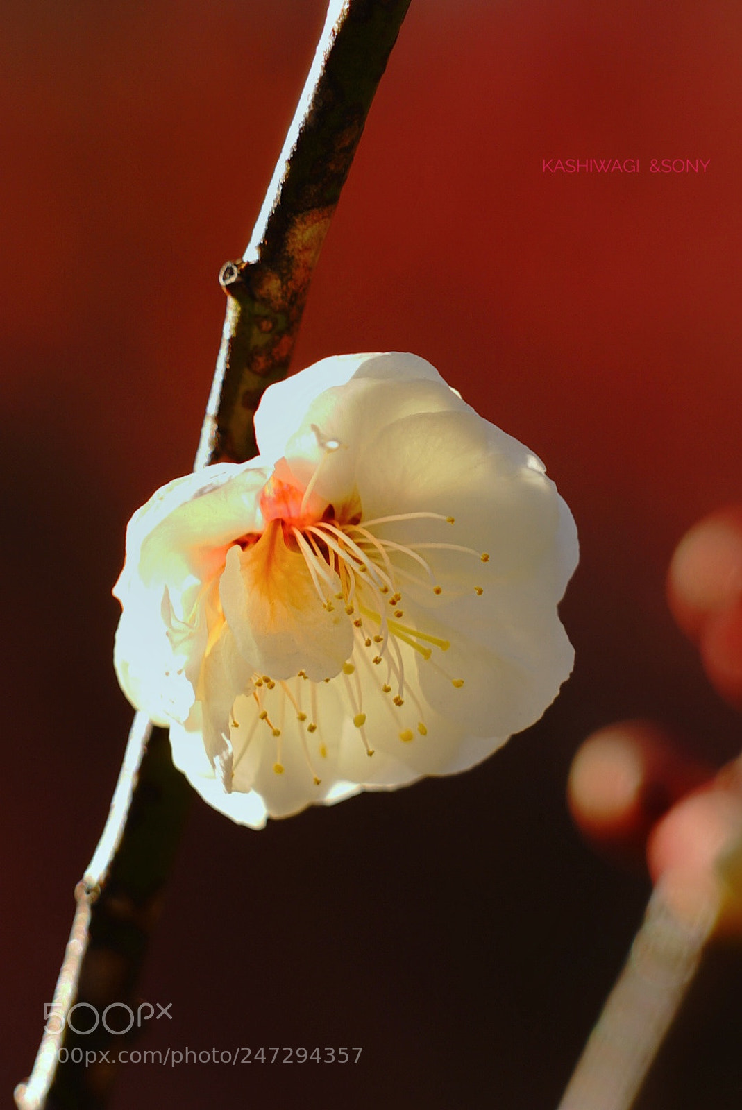 Sony a7 II sample photo. White plum blossoms in photography
