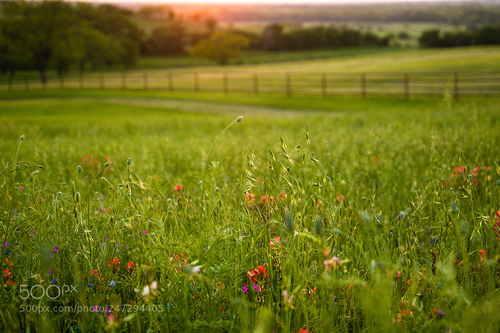 Canon EOS 7D Mark II sample photo. Spring photography