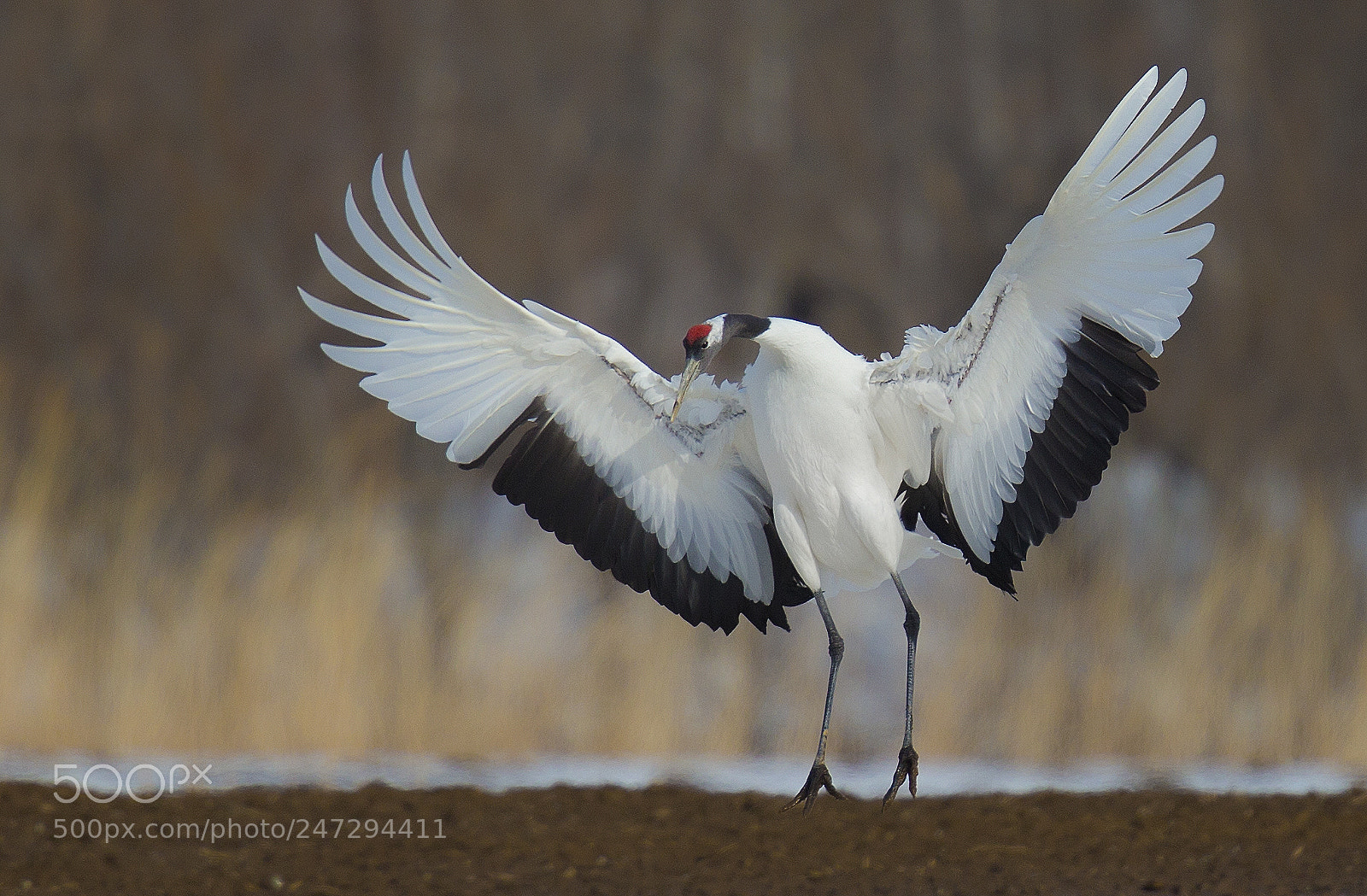 Canon EOS-1D X sample photo. Red crowned crane photography