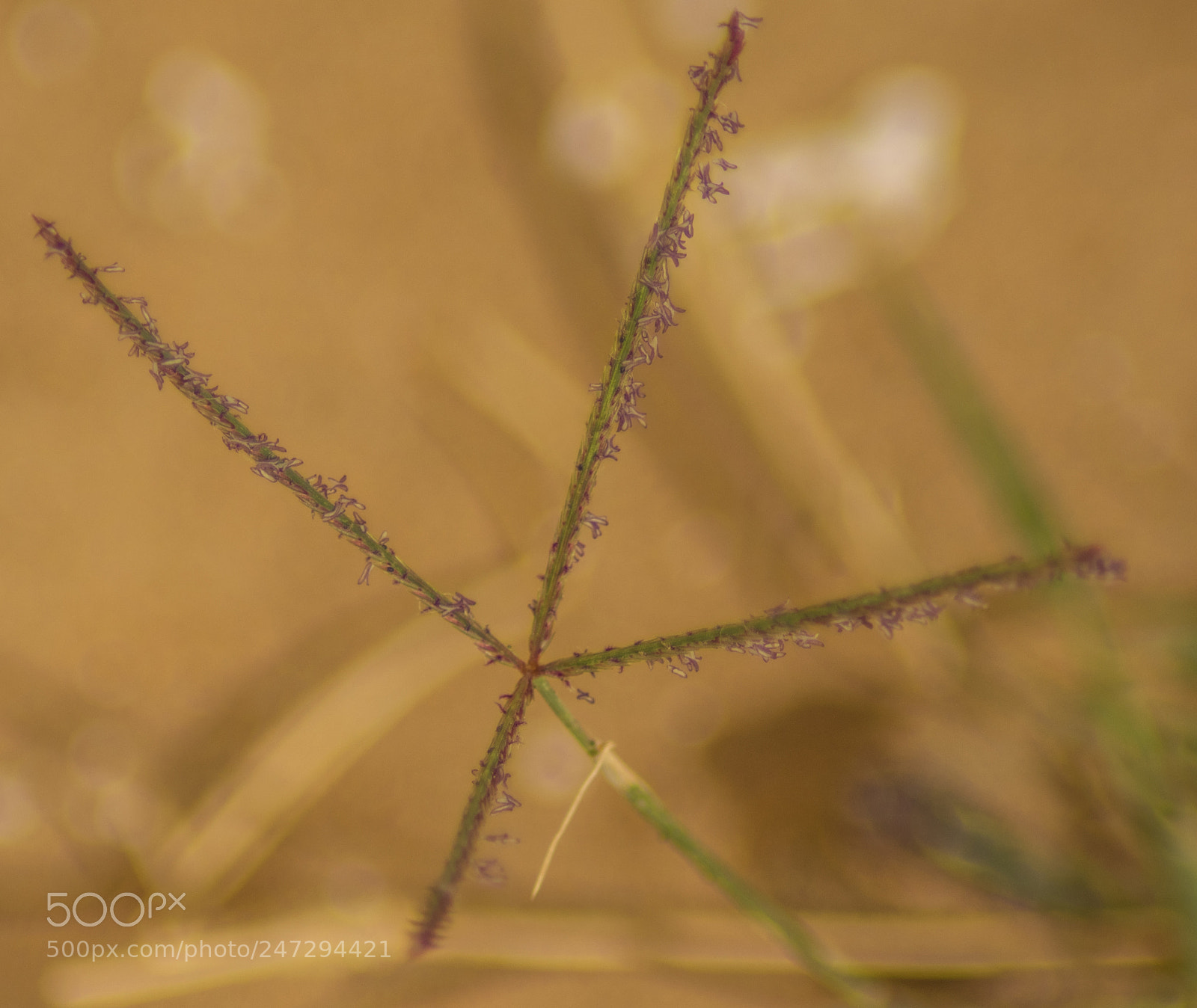Nikon D3400 sample photo. The flower of grass photography