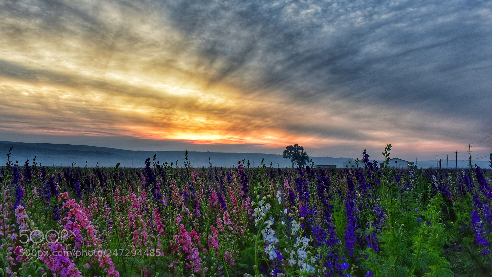 Nikon D3400 sample photo. Flower field against the photography