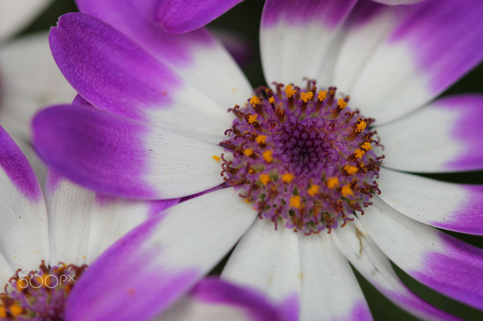 Canon EF 100mm F2.8 Macro USM sample photo. Cineneria photography