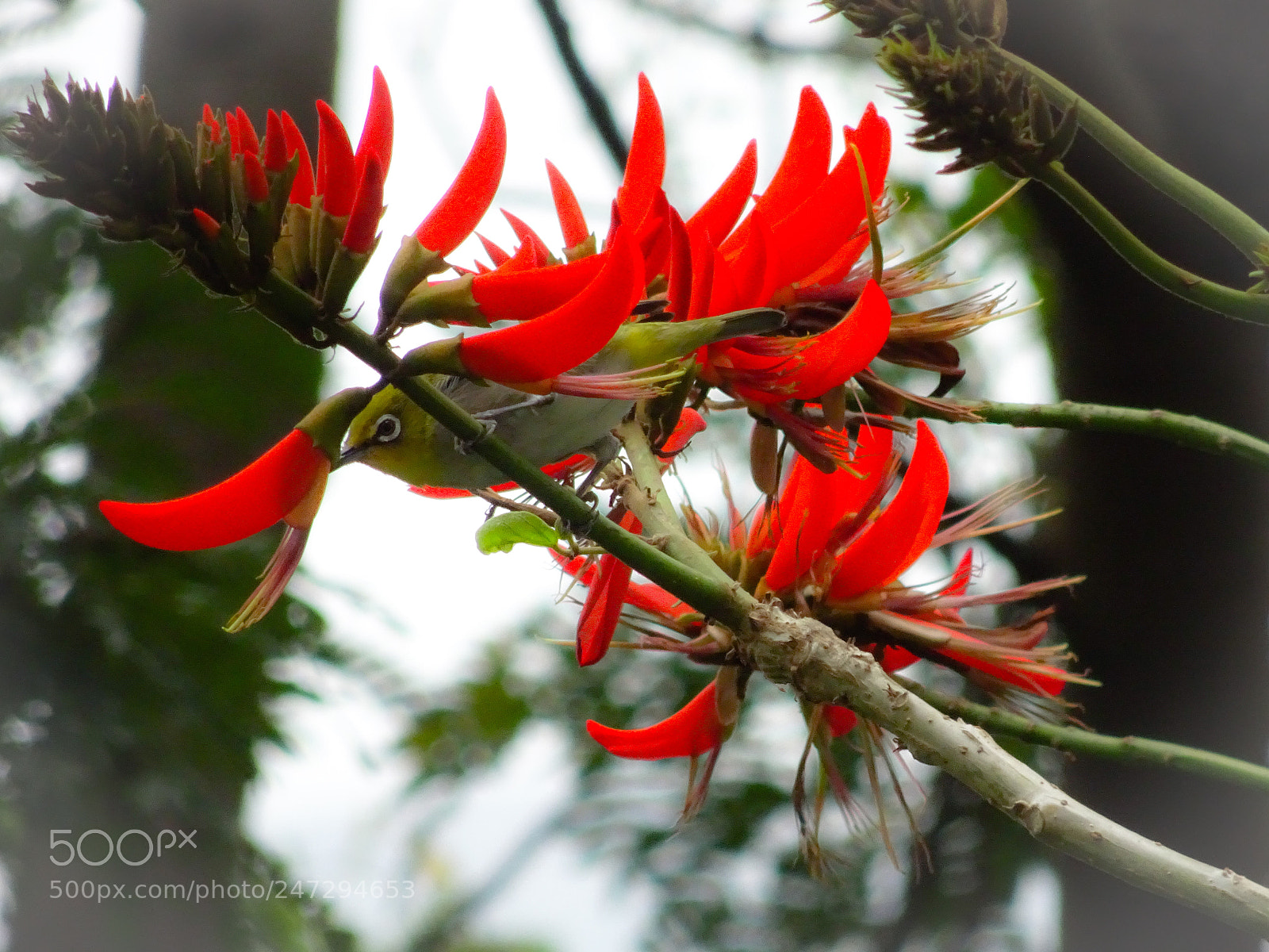 Sony Cyber-shot DSC-HX90V sample photo. Japanese white eye photography