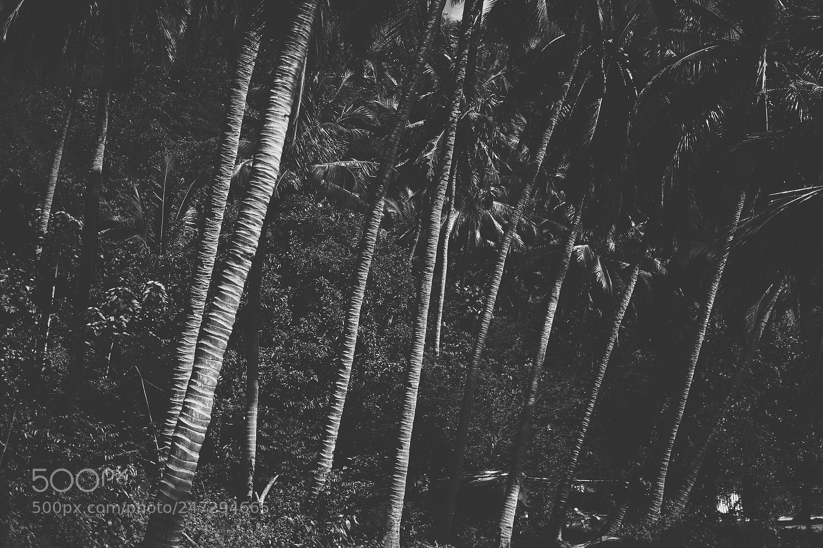 Sony a7S sample photo. Masasa, batangas, philippines. 2018 photography
