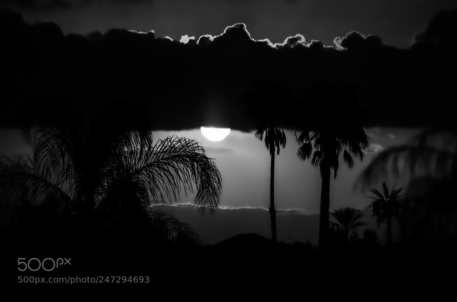 Pentax K-50 sample photo. Palms b/w photography