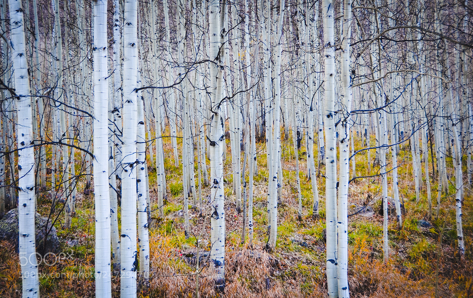 Nikon D90 sample photo. Aspen photography