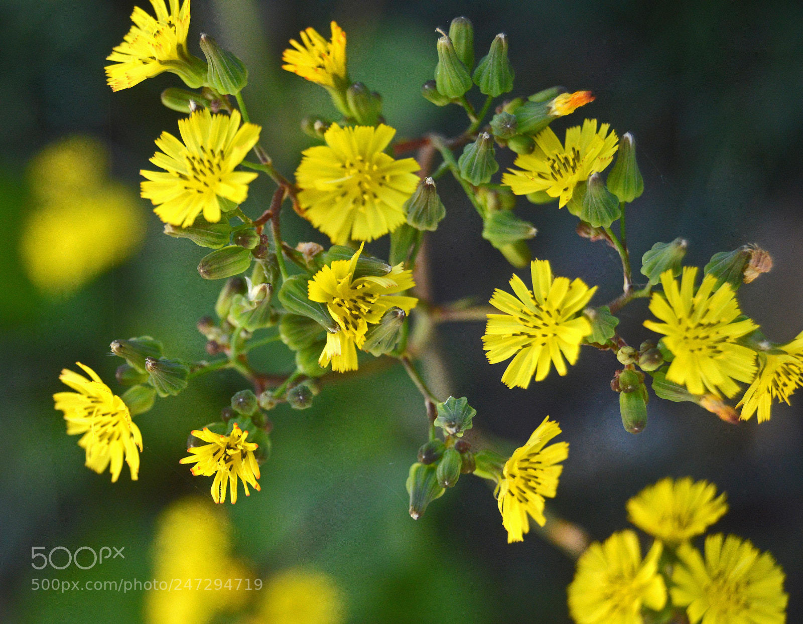 Nikon D3200 sample photo. Yellow in the green photography