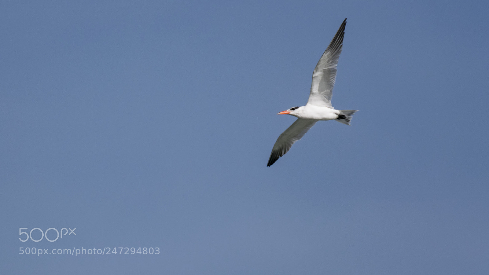 Nikon D500 sample photo. Caspian tern photography