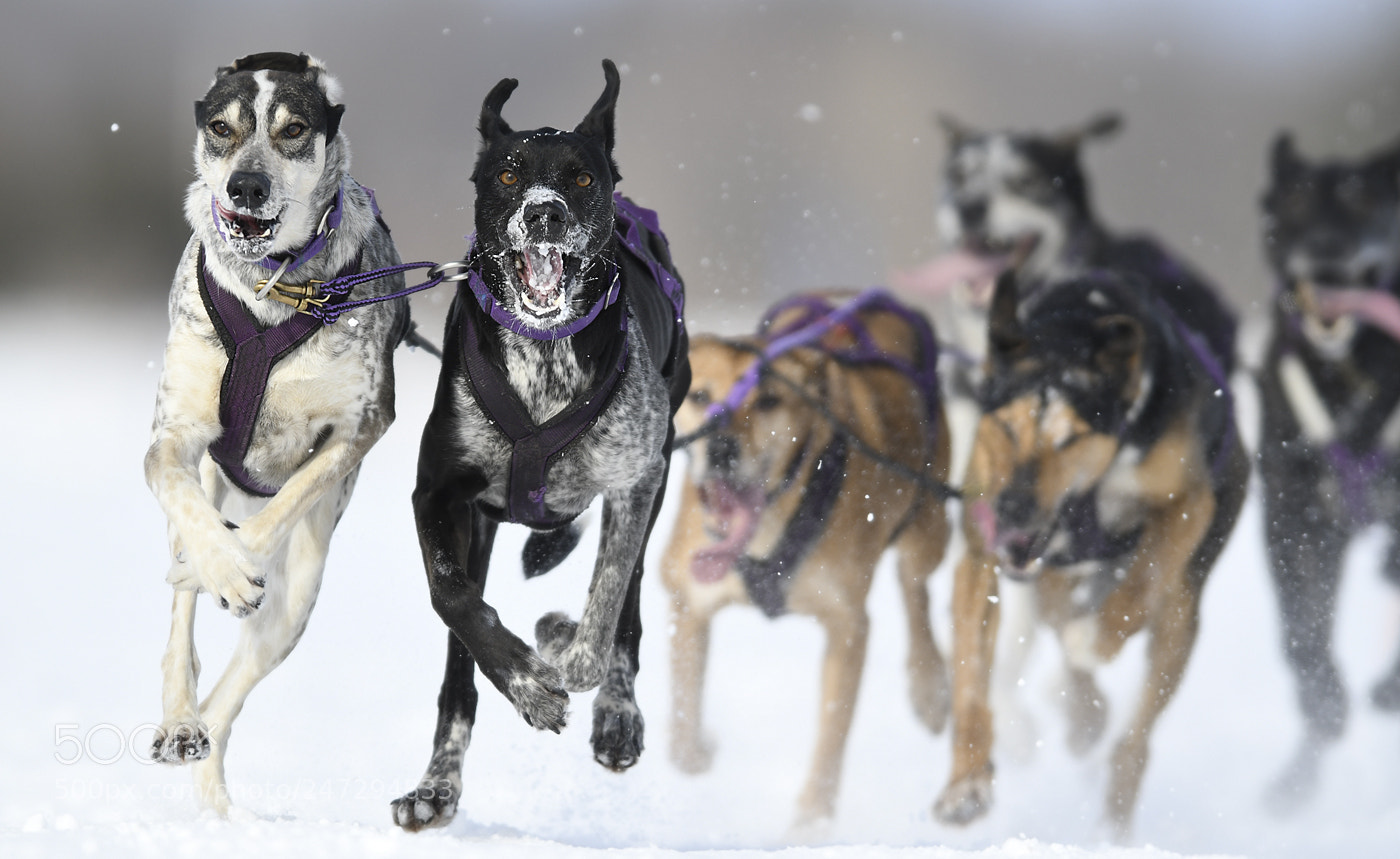 Nikon D500 sample photo. Sled dog photography