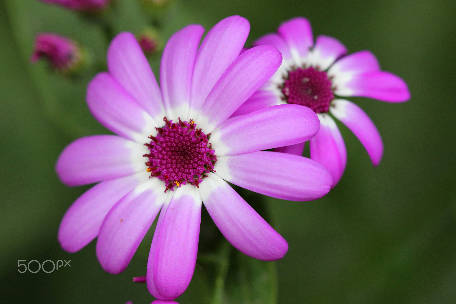 Canon EF 100mm F2.8 Macro USM sample photo. C2 photography