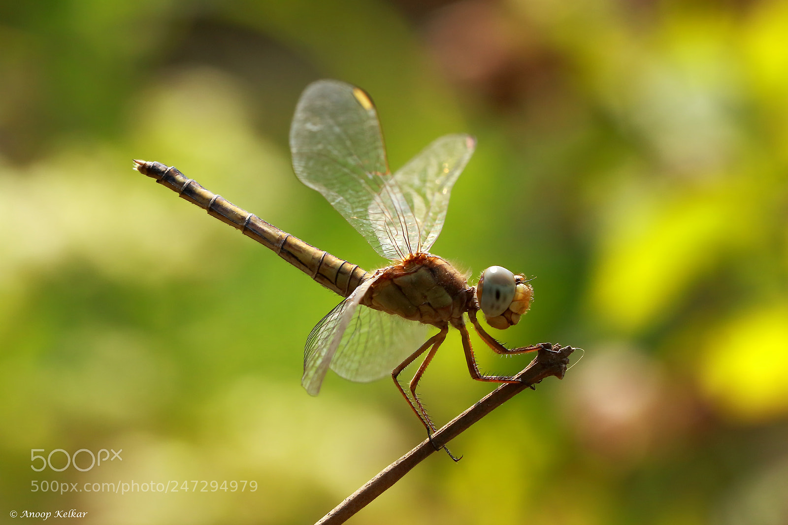 Canon EOS 700D (EOS Rebel T5i / EOS Kiss X7i) sample photo. Ready to take off photography