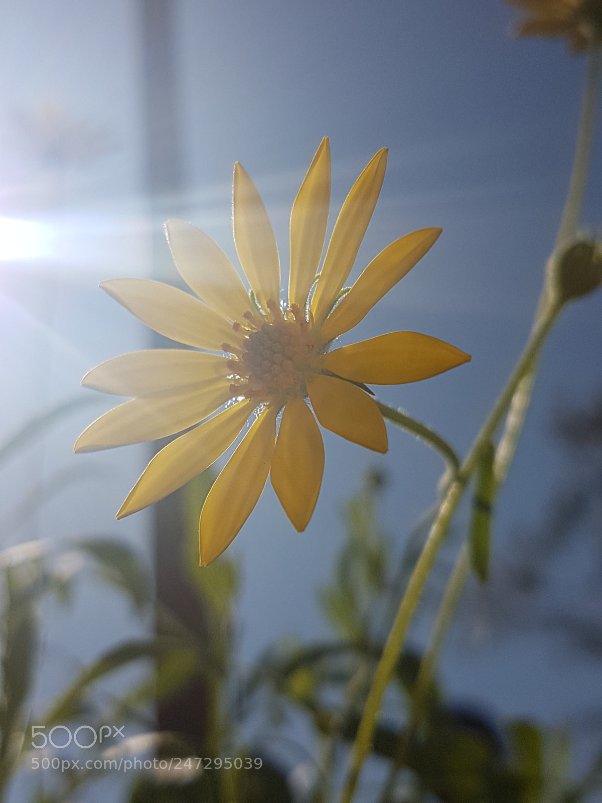 Samsung Galaxy S7 Edge sample photo. Untitled photography