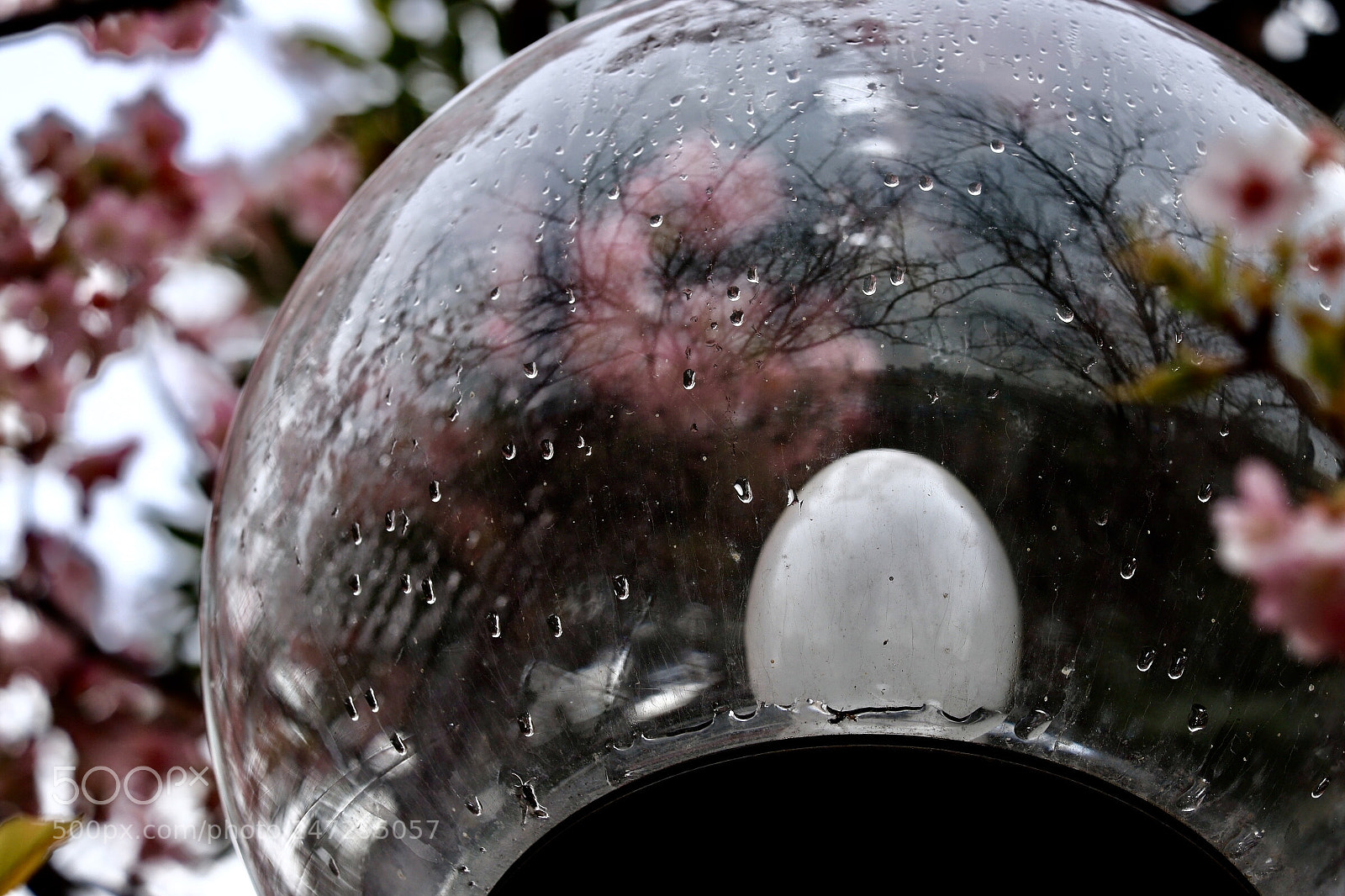 Canon EOS 6D Mark II sample photo. Cherry blossoms photography