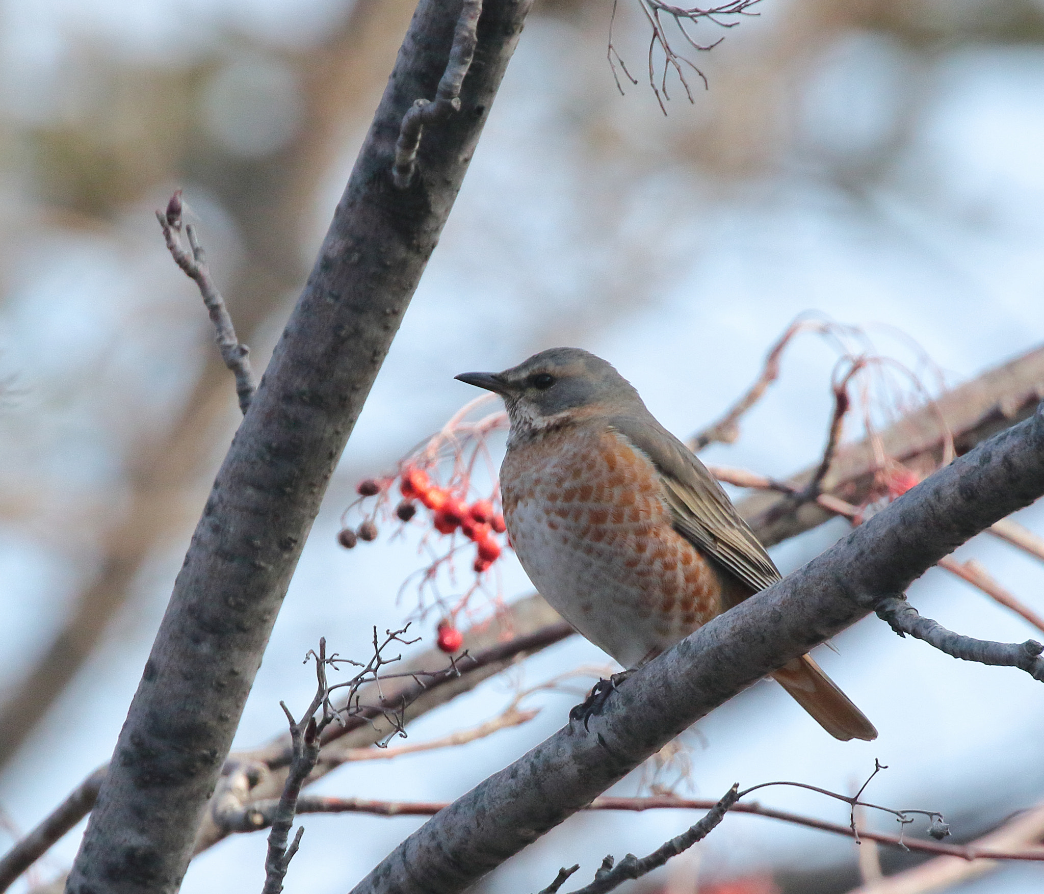 Canon EOS 7D Mark II sample photo. Turdus naumanni photography