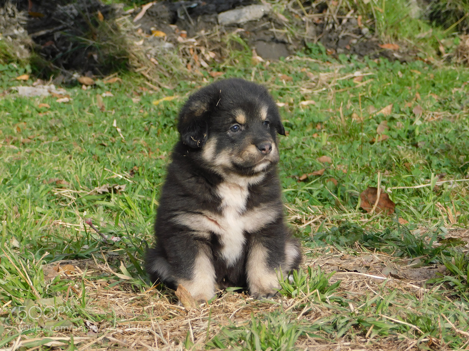 Nikon Coolpix B500 sample photo. Puppy on green grassland. photography