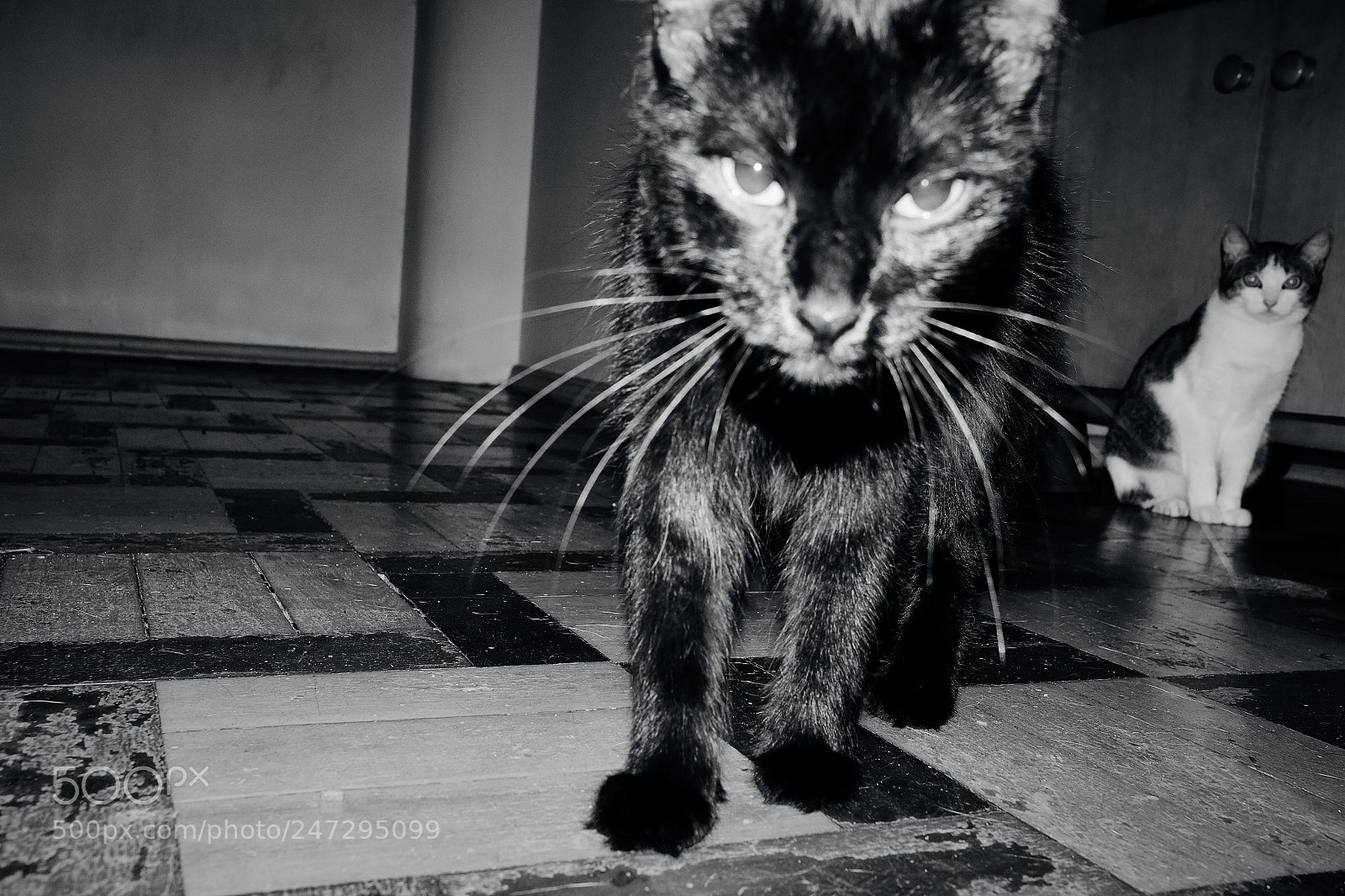 Fujifilm X-T10 sample photo. Personal black panther photography