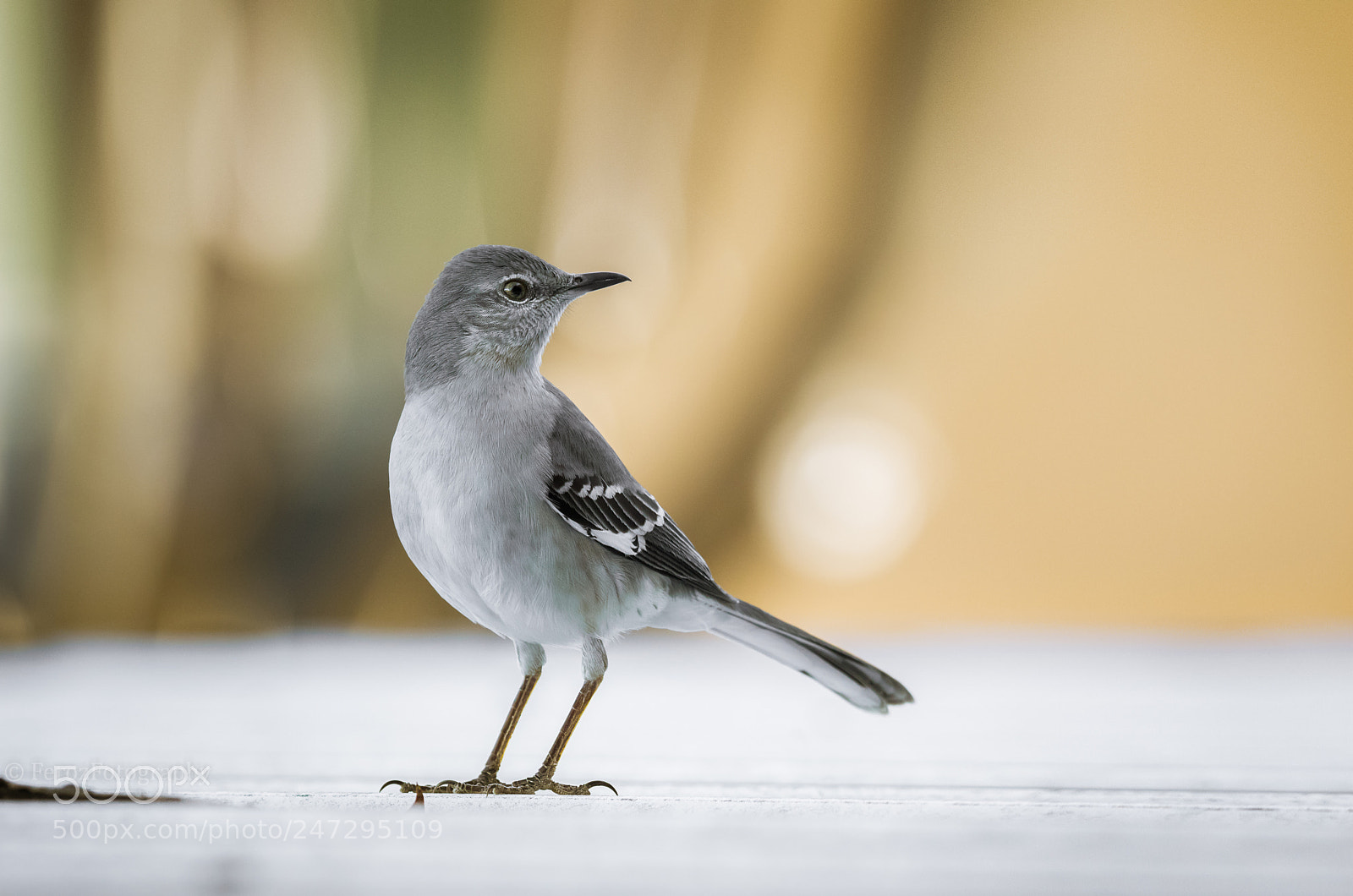 Canon EOS 7D Mark II sample photo. Mocking bird. photography