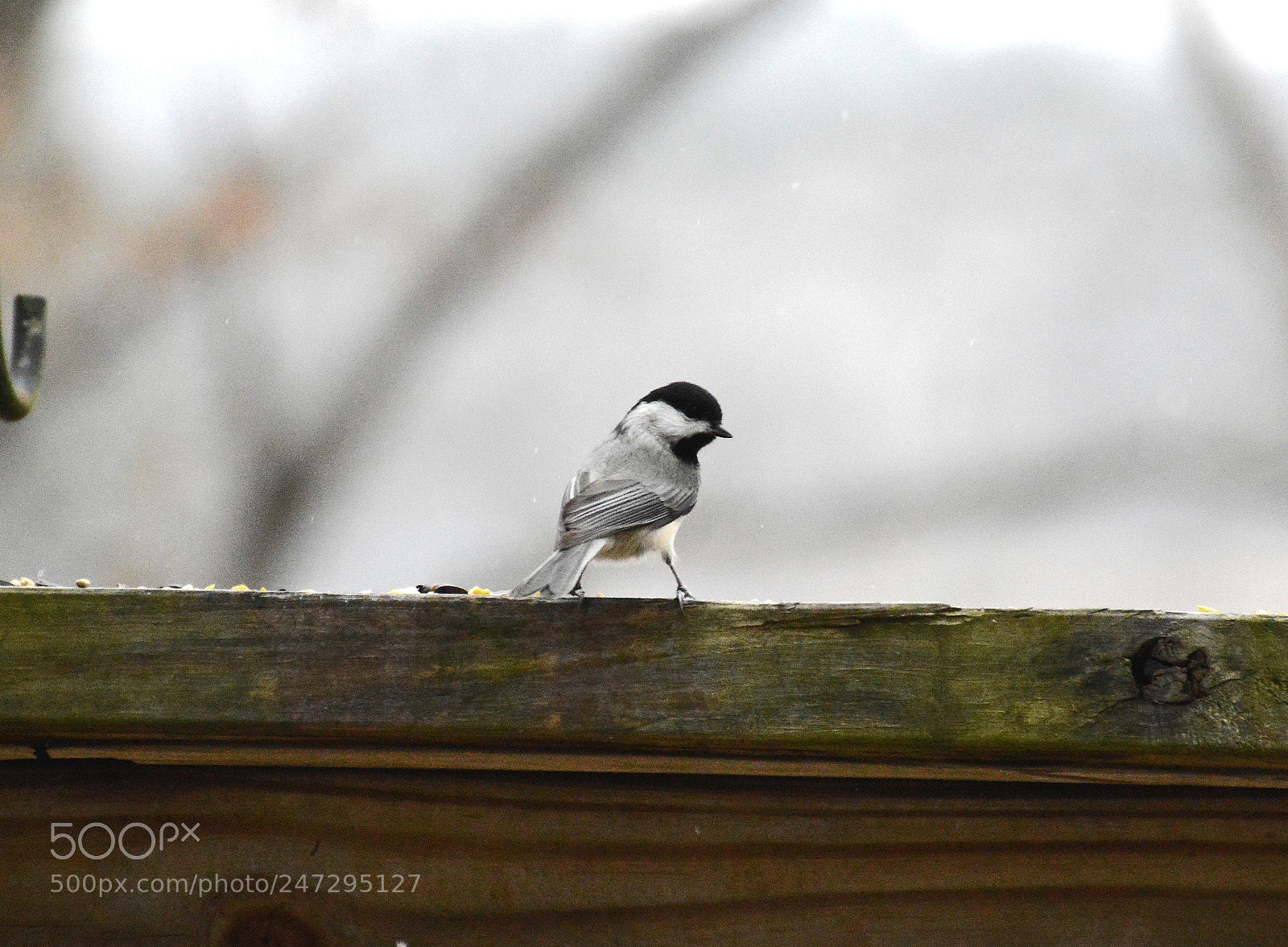 Nikon D3200 sample photo. Little bird photography