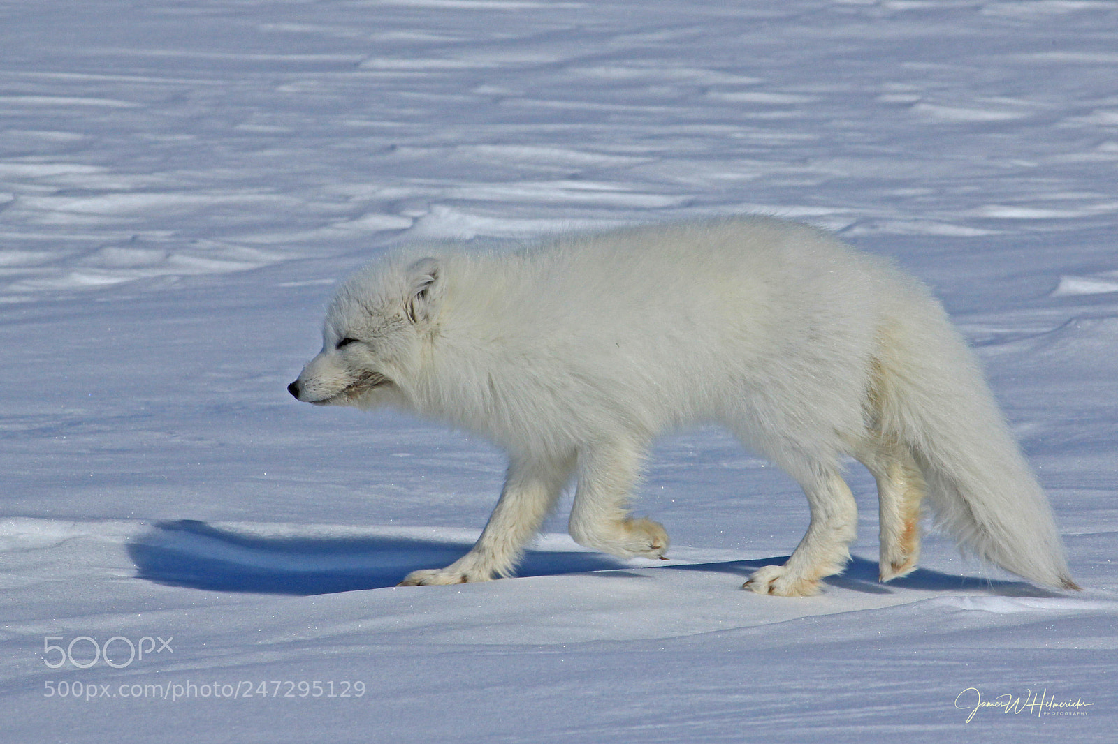 Canon EOS 550D (EOS Rebel T2i / EOS Kiss X4) sample photo. Arctic fox photography