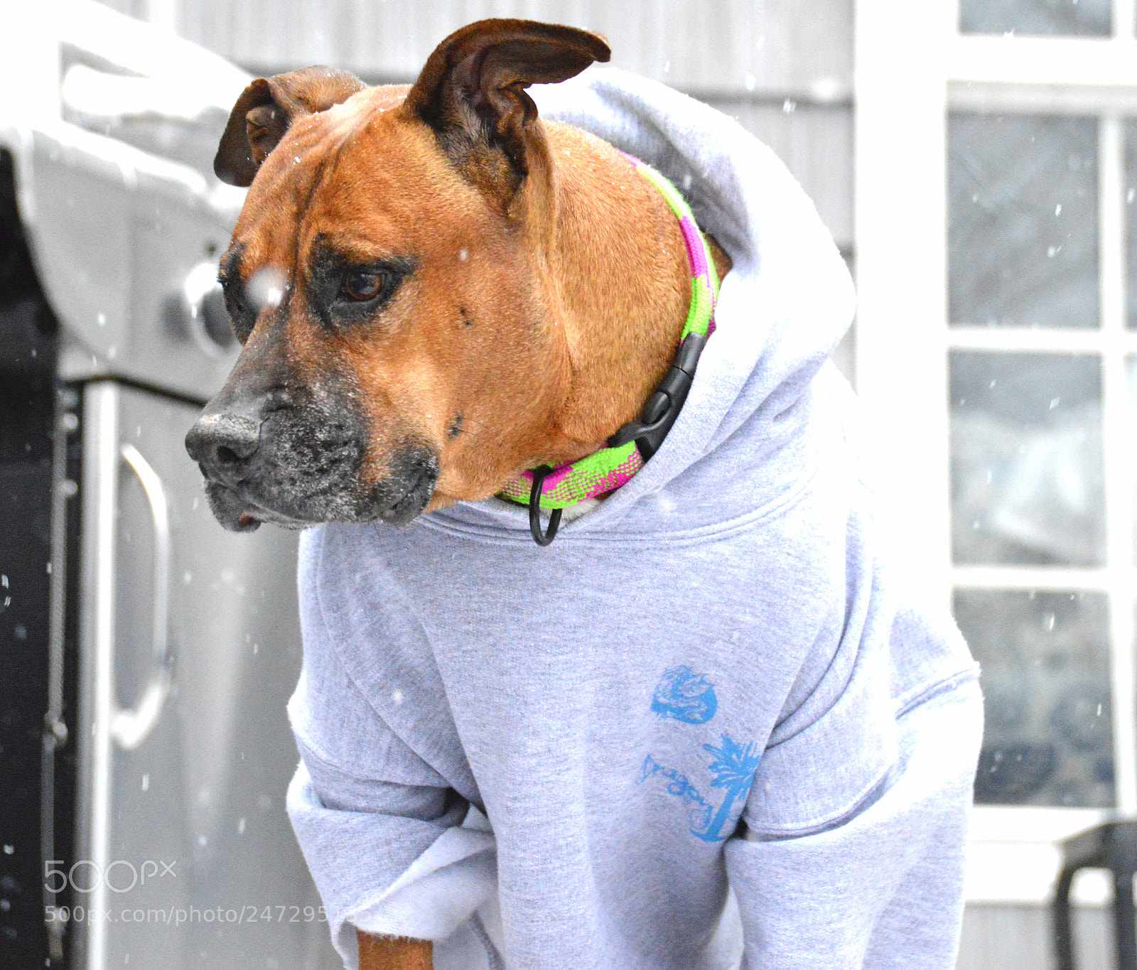 Nikon D3200 sample photo. Roxy enjoying the snow photography