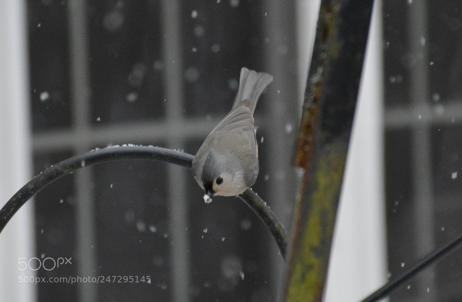Nikon D3200 sample photo. Snow on the beak photography