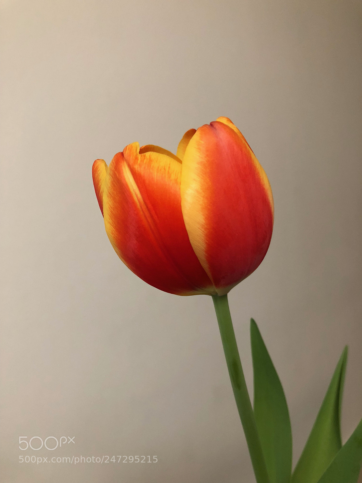 Apple iPhone X sample photo. The nicest flower photography