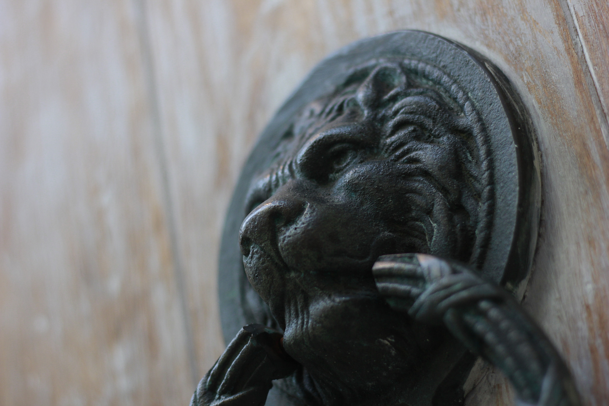 Canon EOS 600D (Rebel EOS T3i / EOS Kiss X5) sample photo. White lion photography