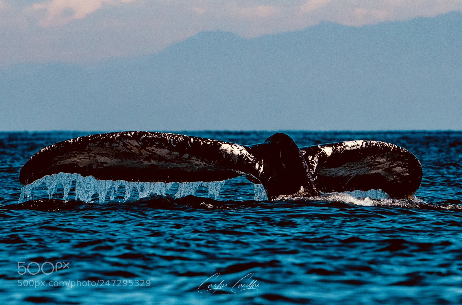 Nikon D810 sample photo. Whale photography