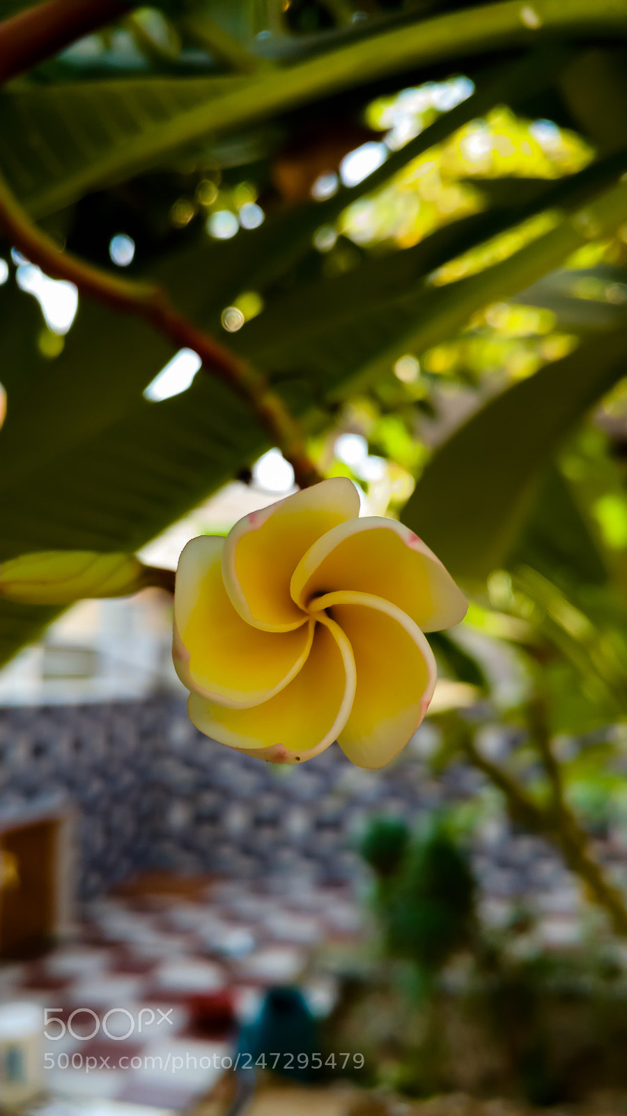 LG G5 sample photo. Yellow one photography