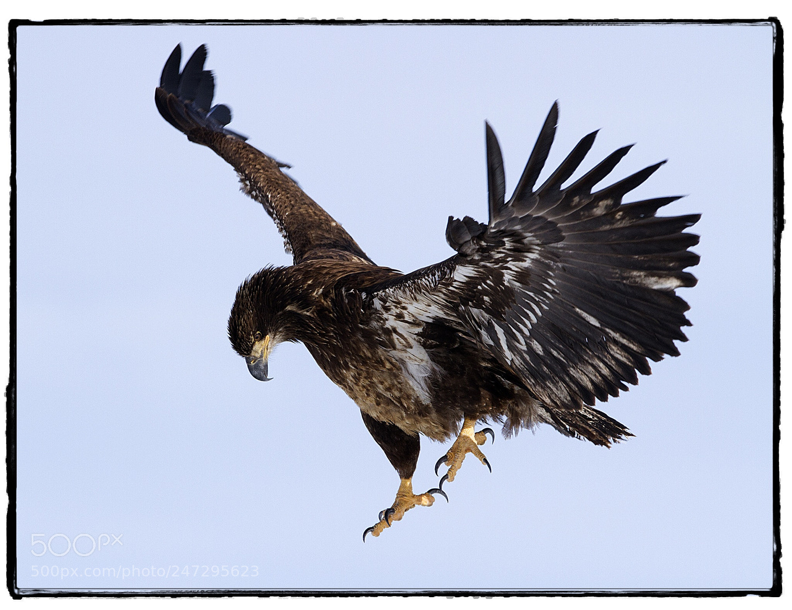 Canon EOS 7D sample photo. Juvenile bald eagle in photography