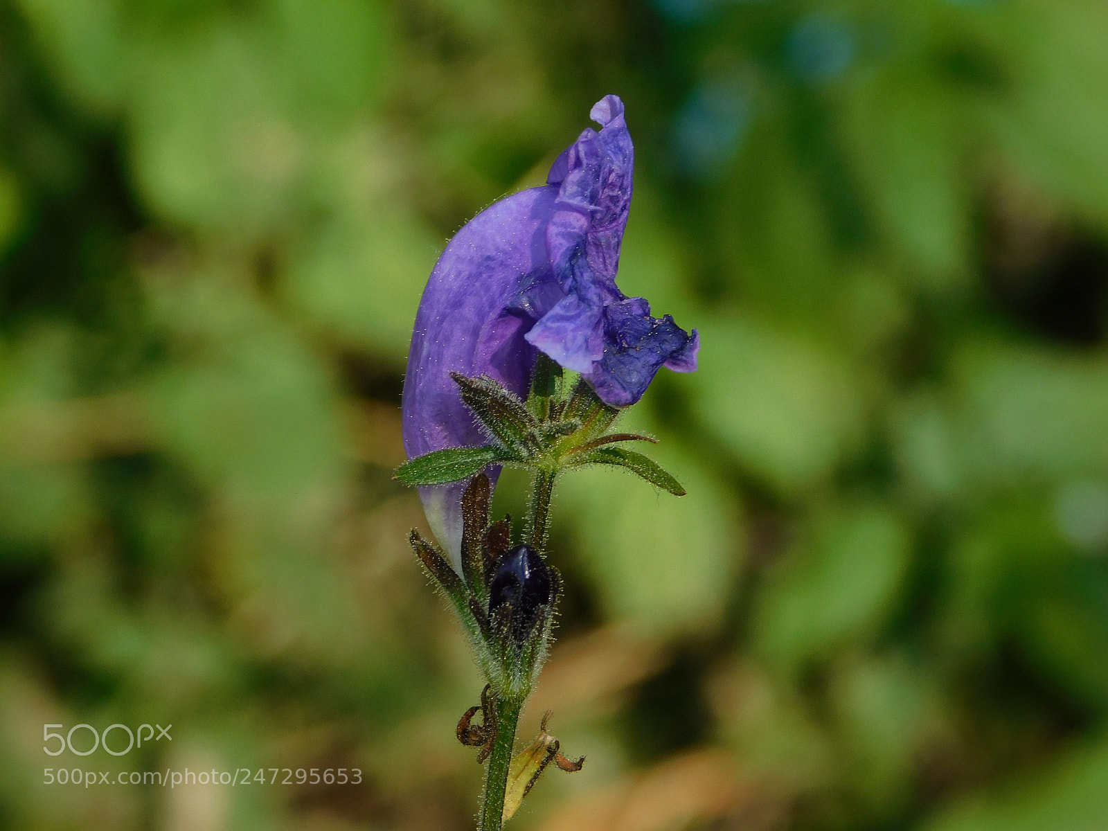Nikon Coolpix B500 sample photo. Purple flower in nature photography