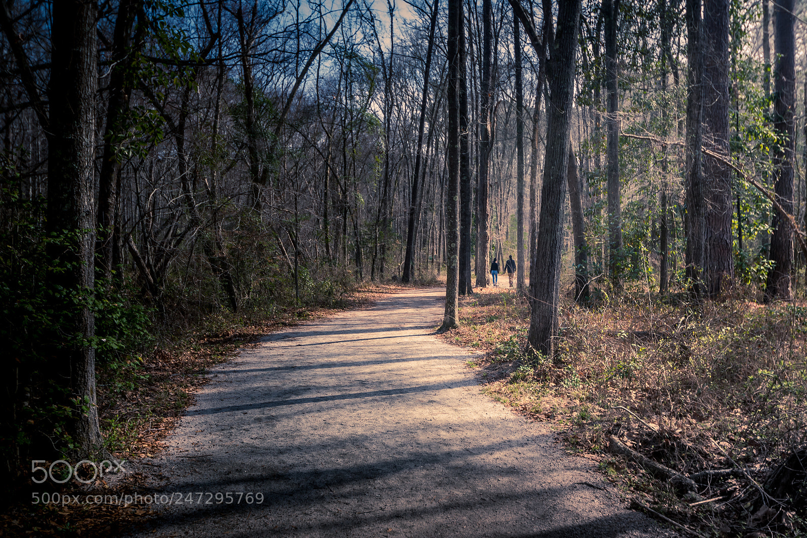 Nikon D850 sample photo. Spring morning walk photography
