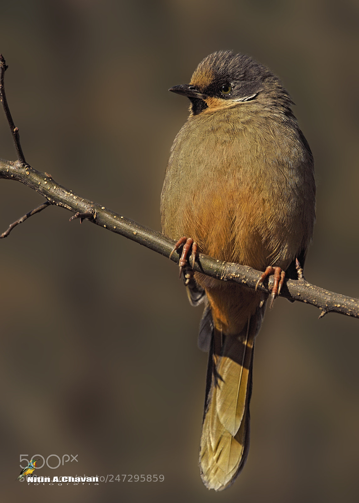 Nikon D810 sample photo. Variegated laughingthrush photography