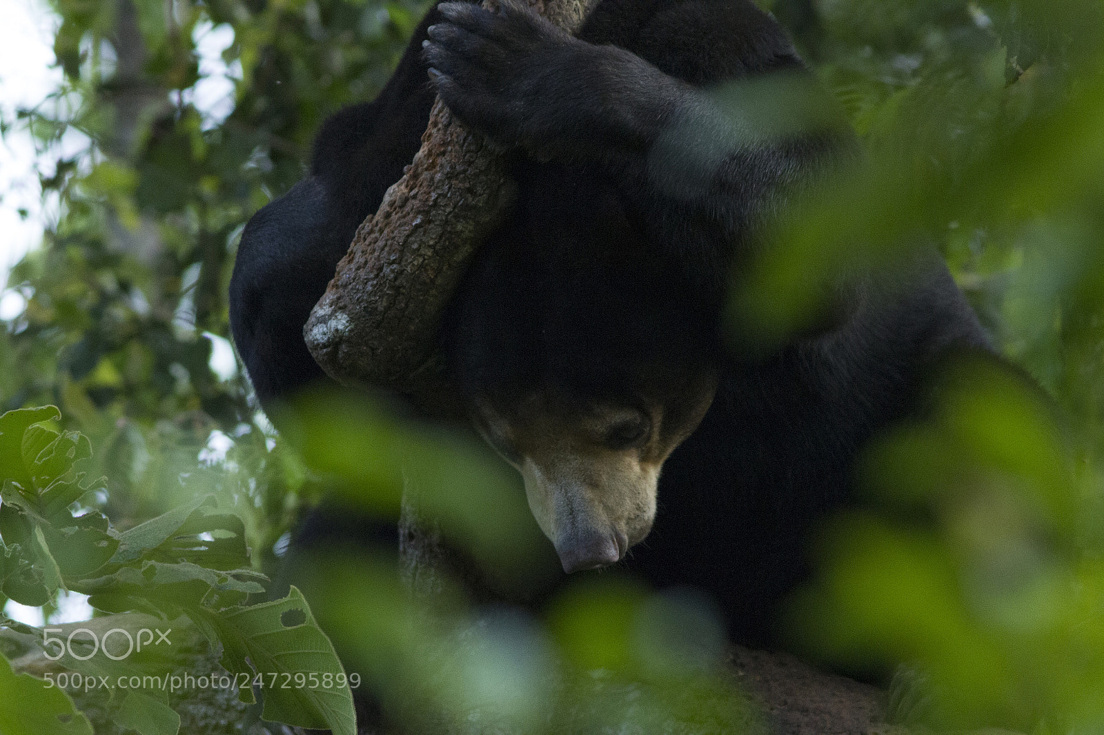 Canon EOS 7D sample photo. Sun bear photography