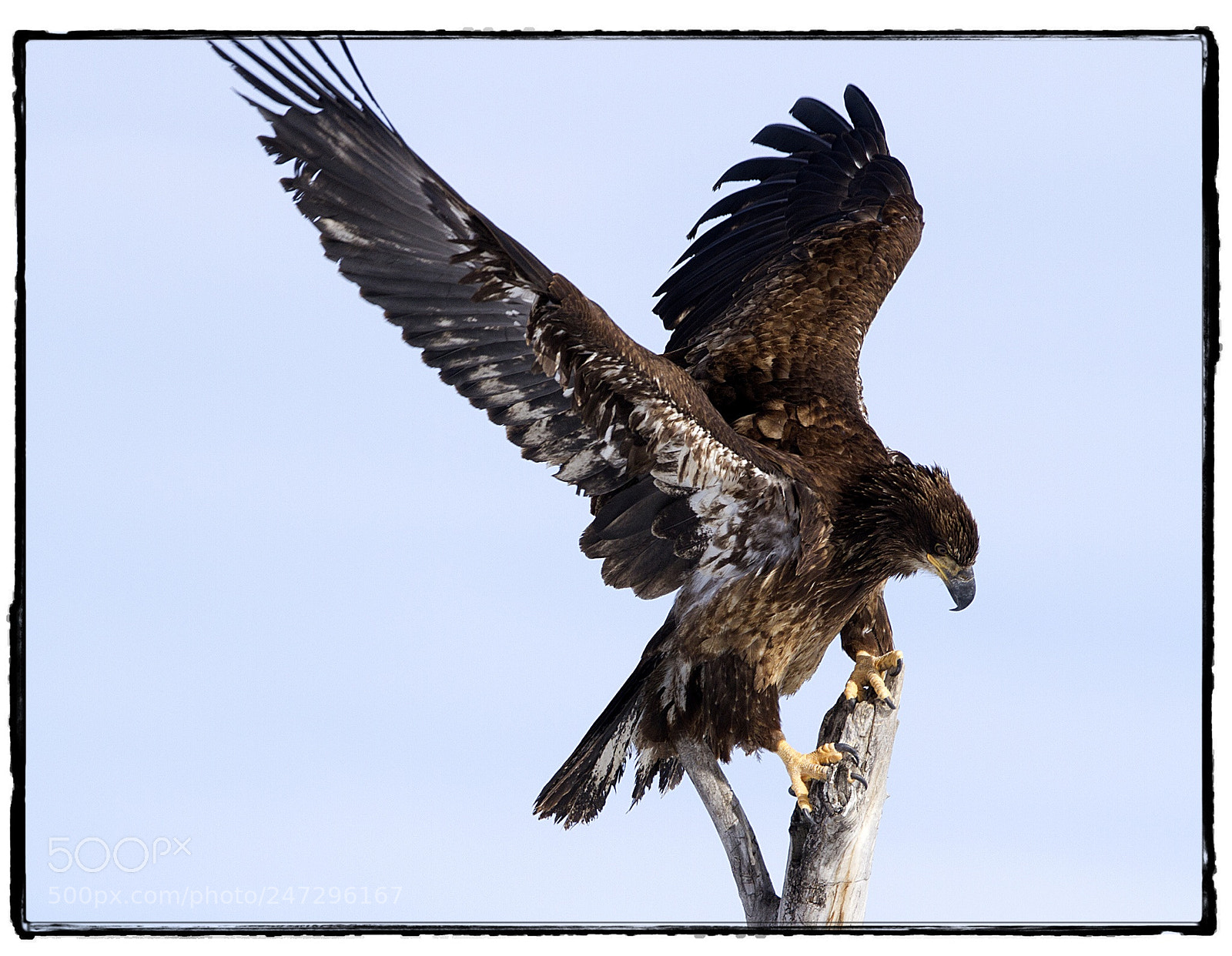 Canon EOS 7D sample photo. Juvenile bald eagle in photography