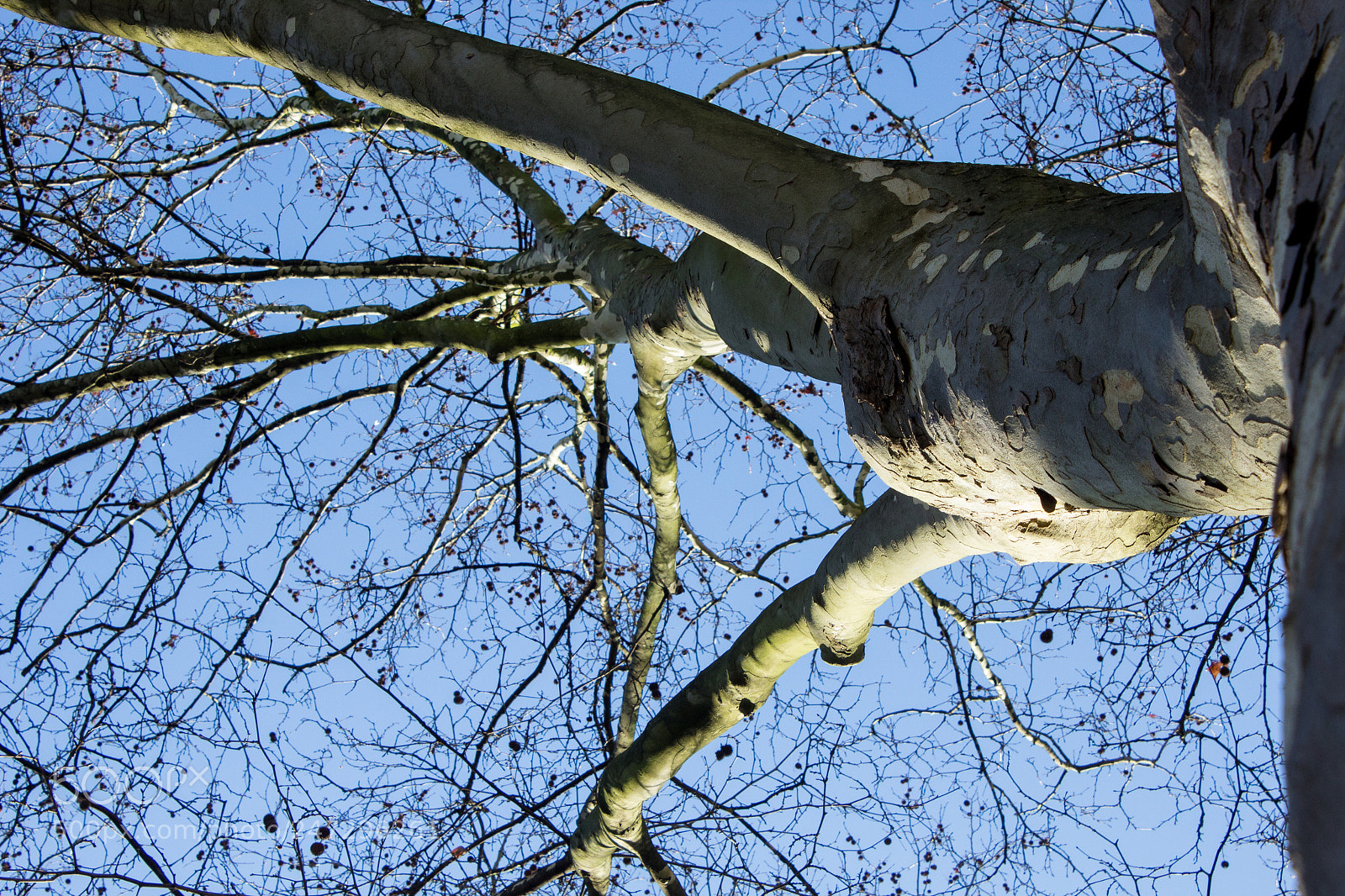 Canon EOS 600D (Rebel EOS T3i / EOS Kiss X5) sample photo. Mains en l'air photography