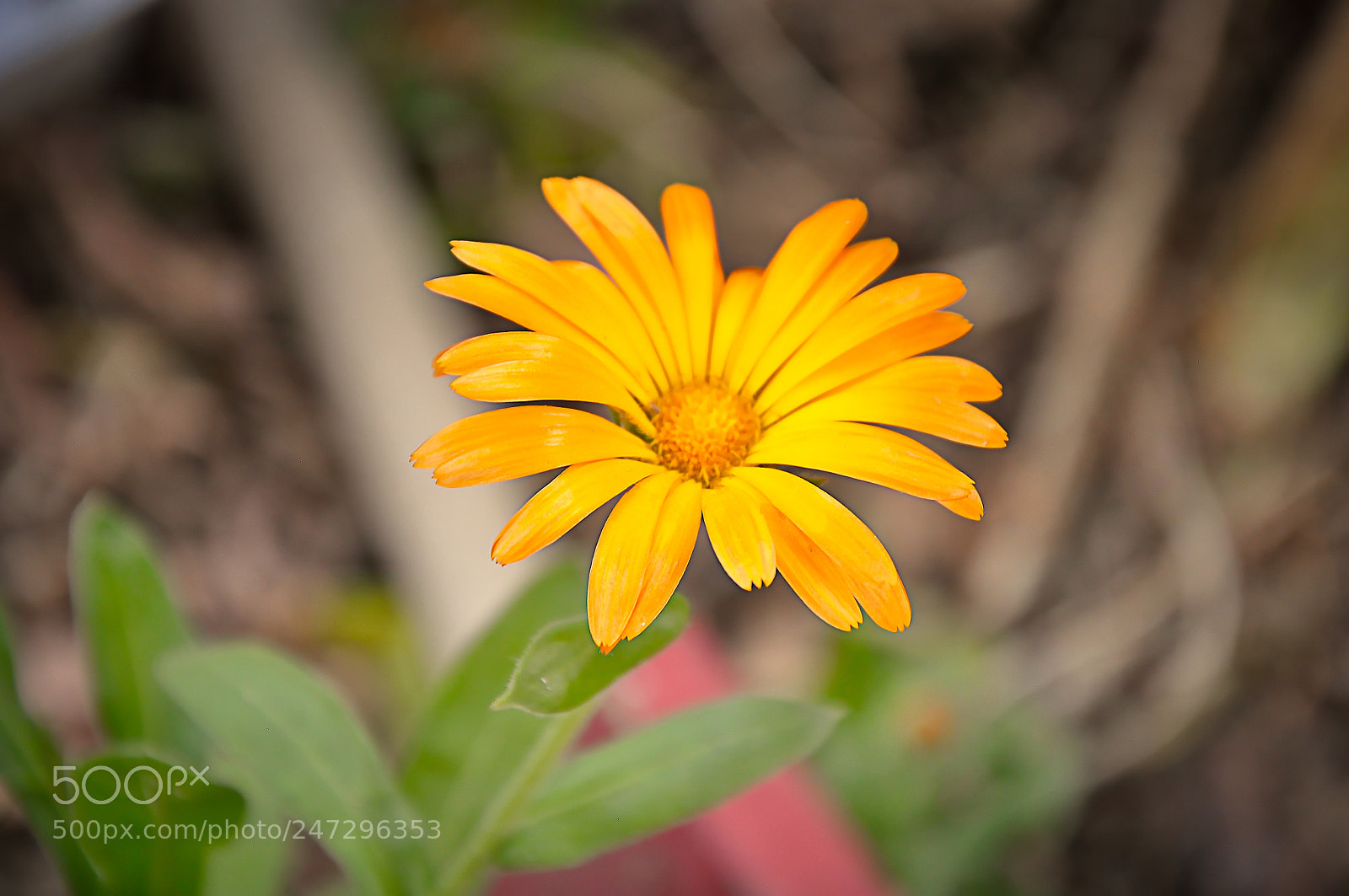 Nikon D90 sample photo. Beautiful forest flower photography