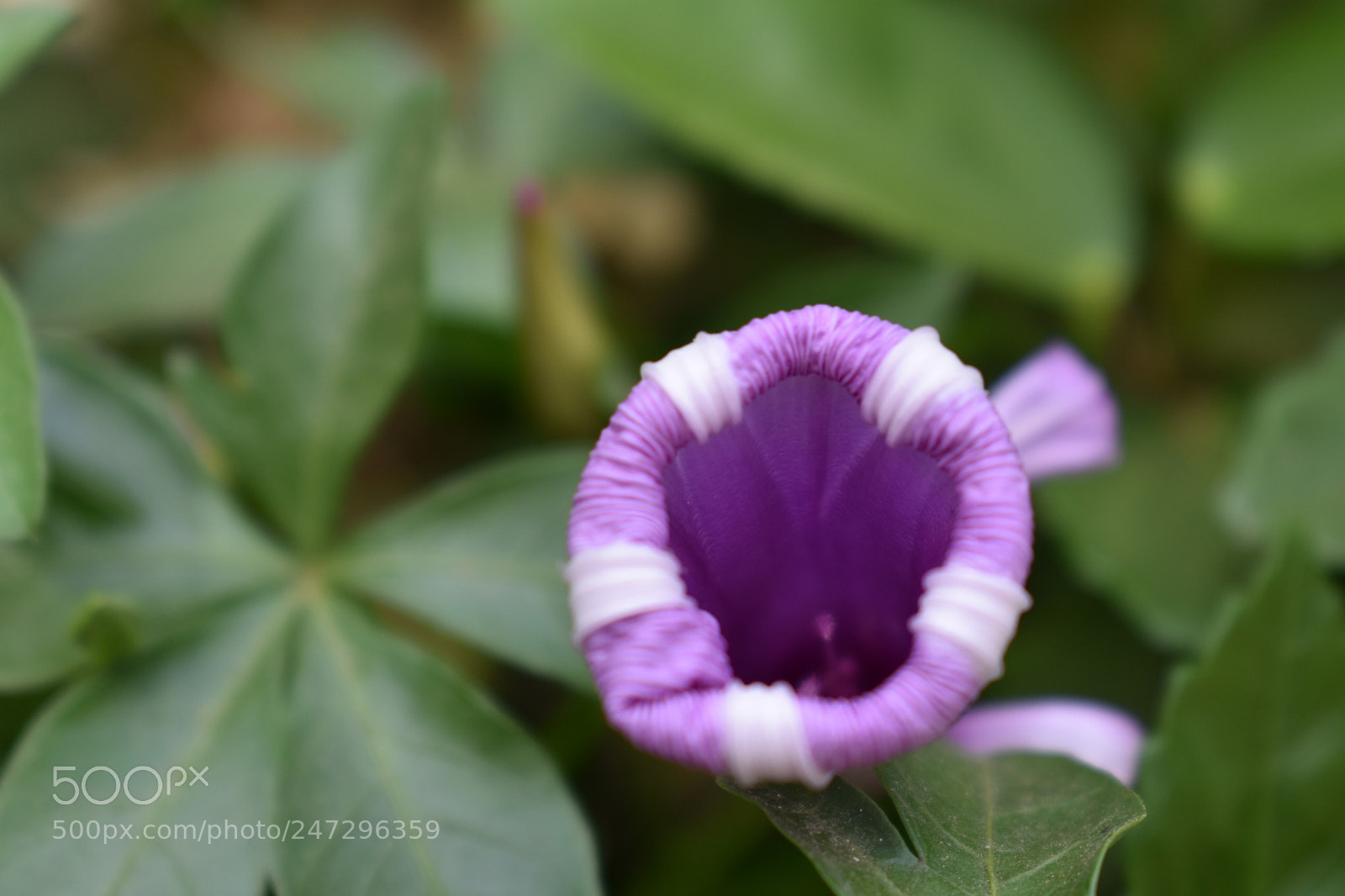 Nikon D3400 sample photo. Violet flower photography
