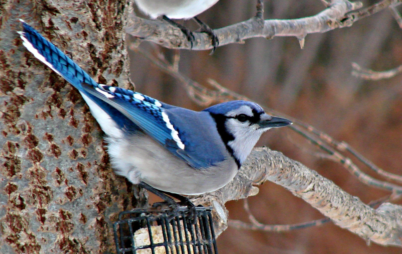 Sony DSC-H5 sample photo. Blue jay photography