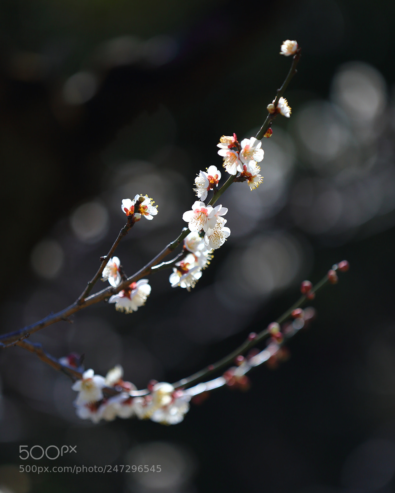 Canon EF 70-200mm F2.8L IS II USM sample photo. Plum blossoms photography