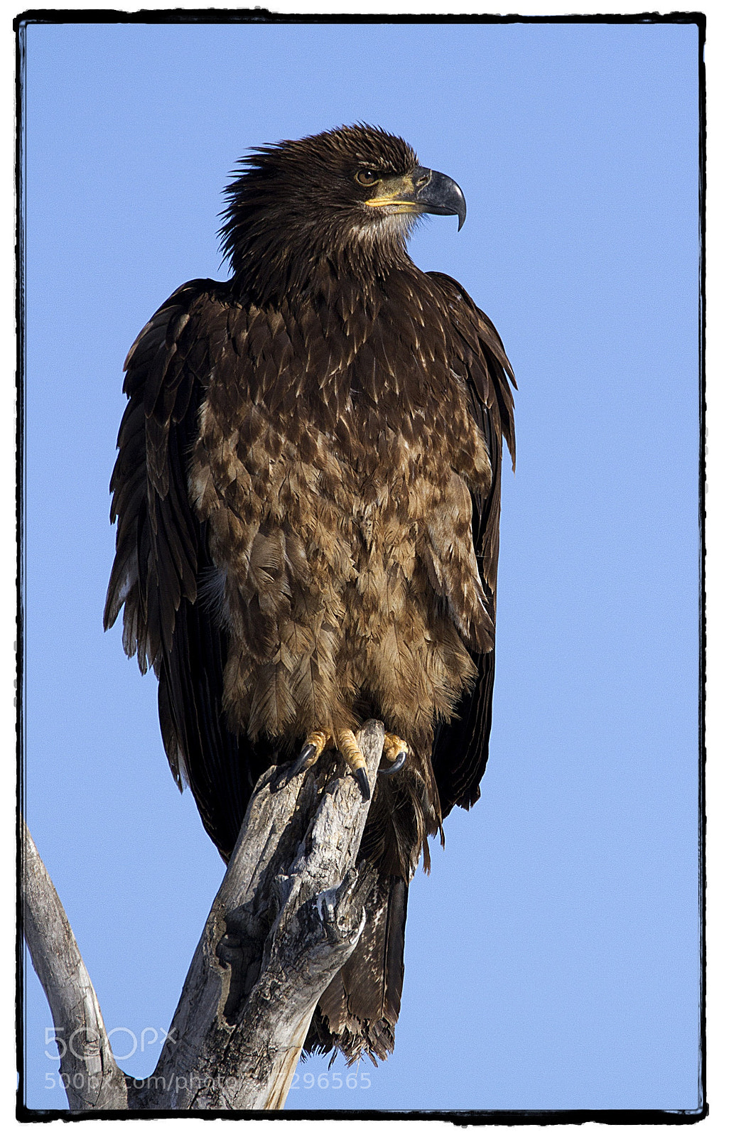 Canon EOS 7D sample photo. Juvenile bald eagle perched photography